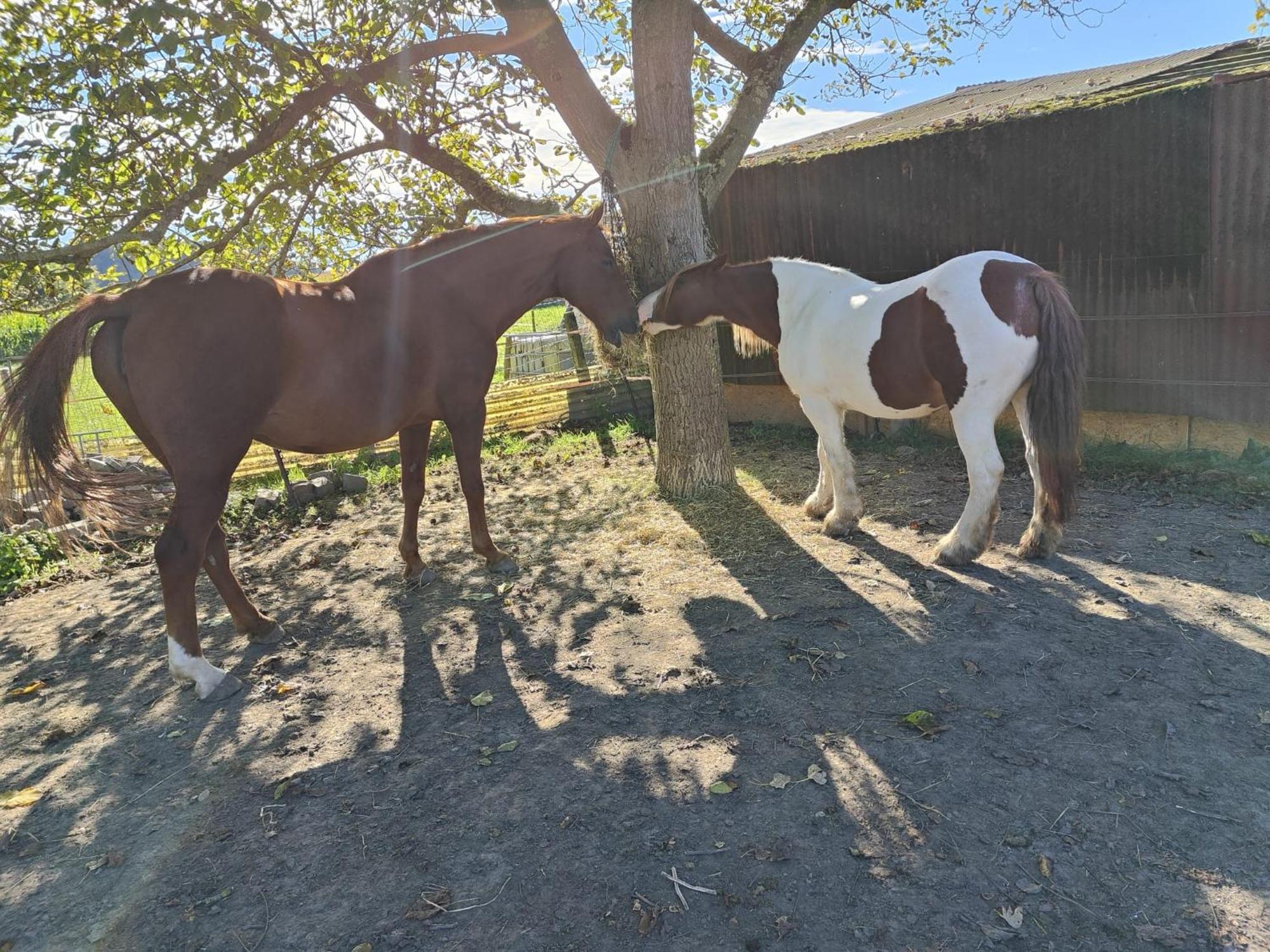 Heers Hoeve Hofgaarde מראה חיצוני תמונה